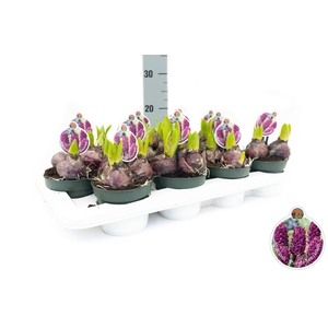 Hyacint Purple Sensation