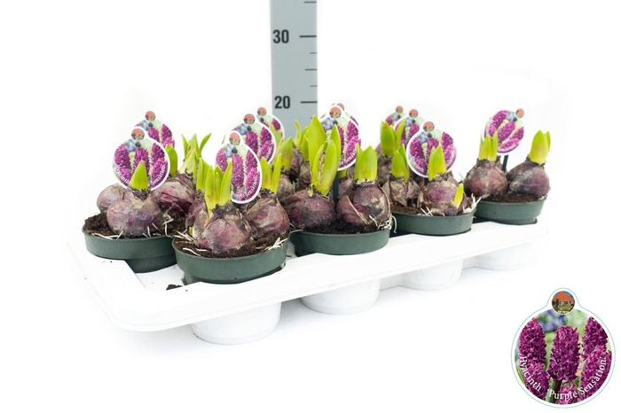 <h4>Hyacint Purple Sensation</h4>