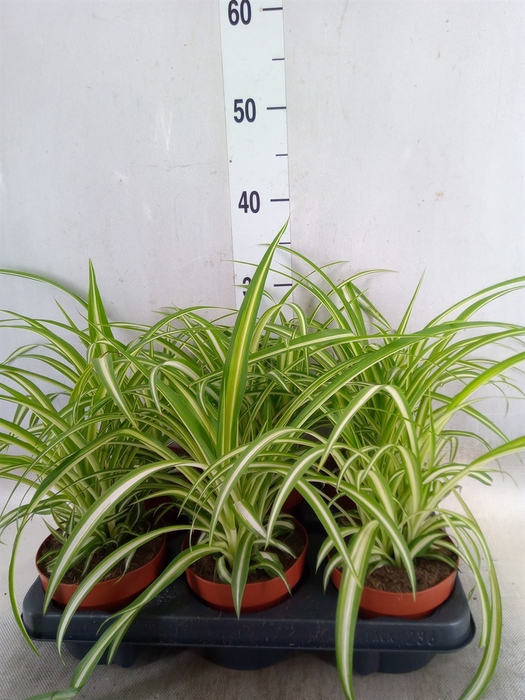 <h4>Chlorophytum com. 'Variegatum'</h4>