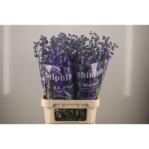 Delph El Dewi Dark Blue Smile