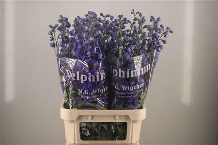 <h4>Delph El Dewi Dark Blue Smile</h4>