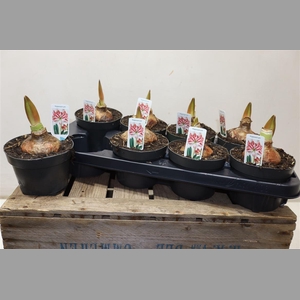 Hipp Ov Wit Rood Picotee