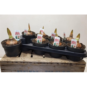 arr8 Hipp Ov Wit Rood Picotee