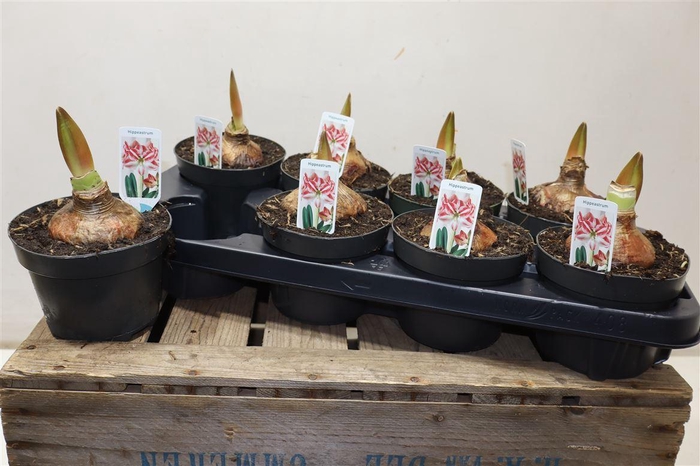 <h4>arr8 Hipp Ov Wit Rood Picotee</h4>