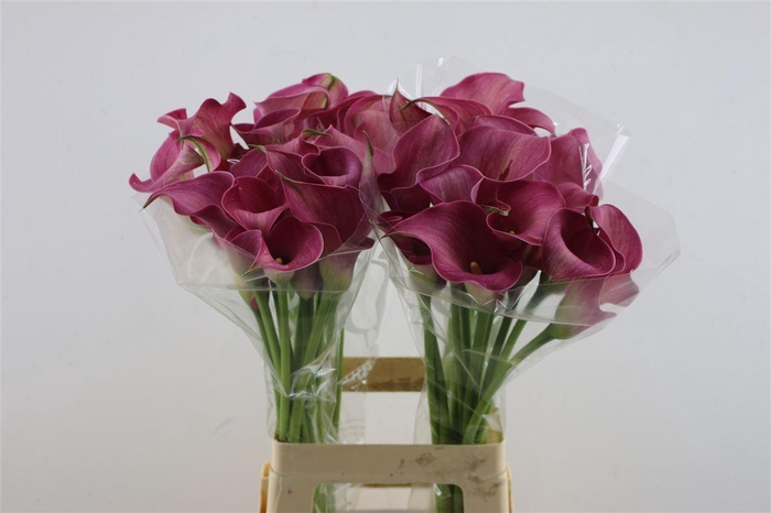 <h4>Zant Capt Romance</h4>