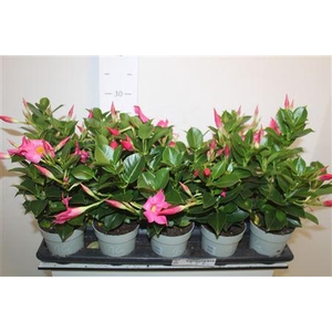 Mande Rio Petit Pink