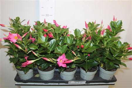 <h4>Mande Rio Petit Pink</h4>