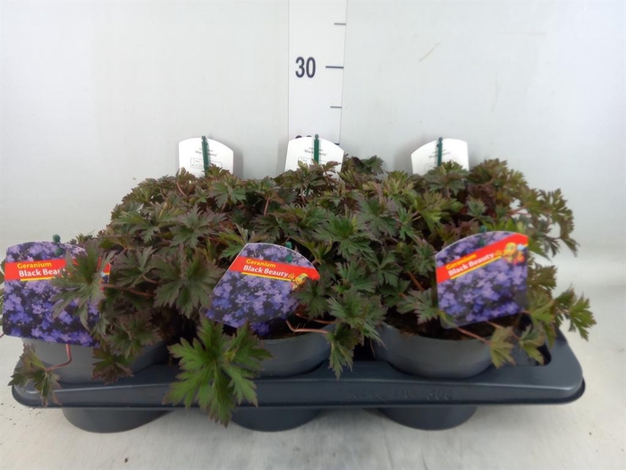 <h4>Geranium   ...</h4>