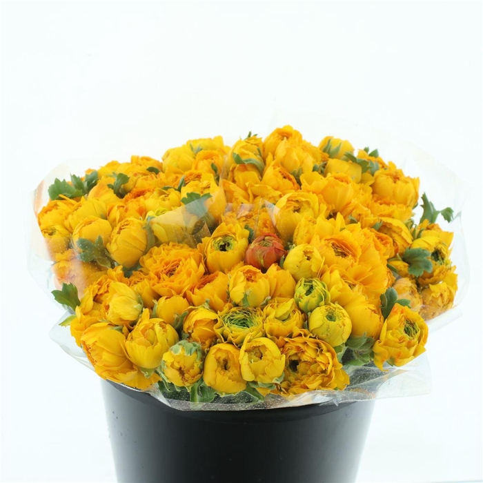 <h4>Ran Ponpon Stella Yellow Extra</h4>