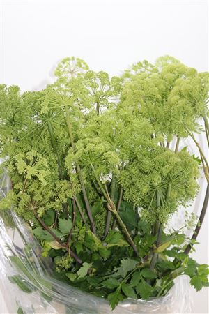 <h4>ANGELICA GIGAS GREEN 130CM EXTRA</h4>