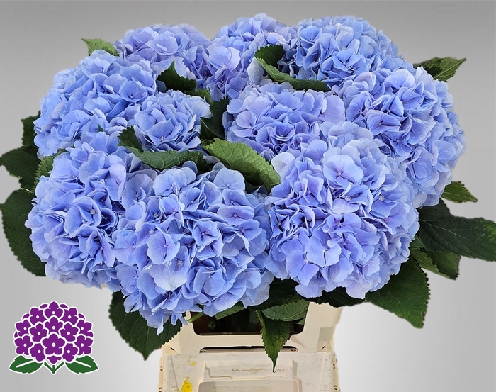<h4>HYDR M CH VERENA BL</h4>