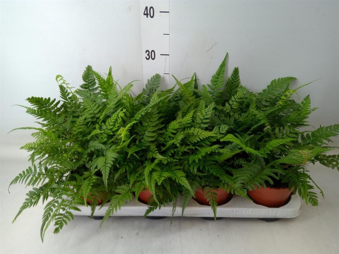 <h4>Athyrium   ...</h4>
