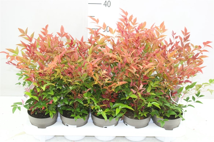 <h4>Nandina Domestica Obsessed</h4>