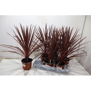 Cord Aus Red Star