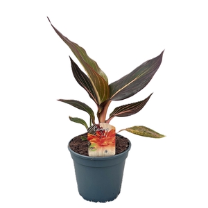 Canna Durban Zonder Bloem p 17