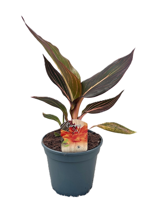 <h4>Canna Durban Zonder Bloem p 17</h4>