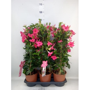Mandevilla sand. 'SumStar Pink'