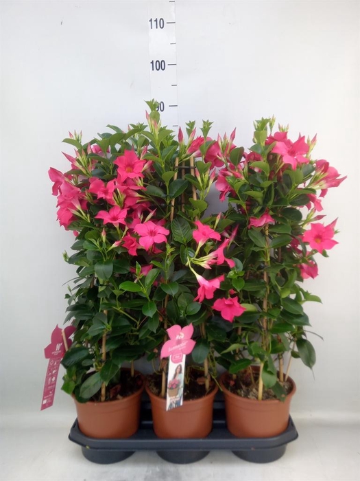 <h4>Mandevilla sand. 'SumStar Pink'</h4>
