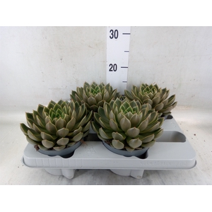 Echeveria   ...not flowering