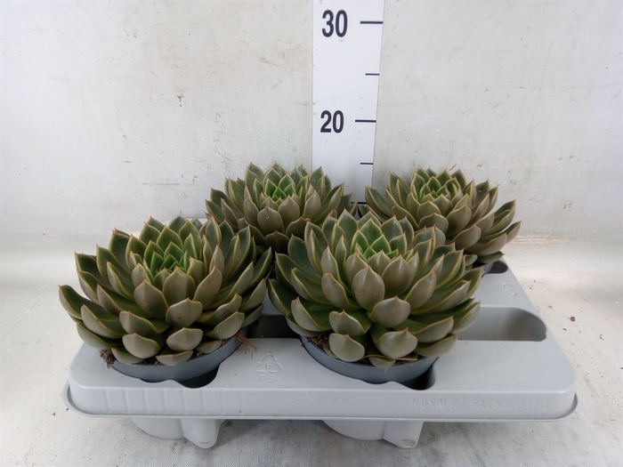 <h4>Echeveria   ...not flowering</h4>