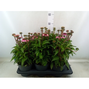 Echinacea purp. 'Mooodz Courage'