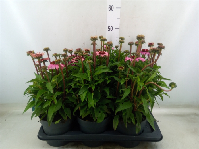 <h4>Echinacea purp. 'Mooodz Courage'</h4>