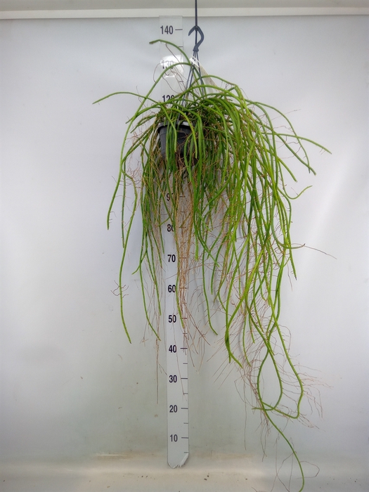 <h4>Rhipsalis   ...</h4>