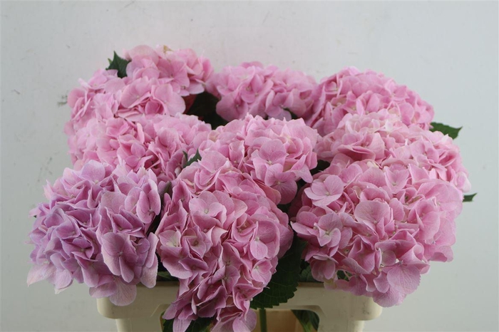 <h4>Hydr. M Force Pink 60-18</h4>