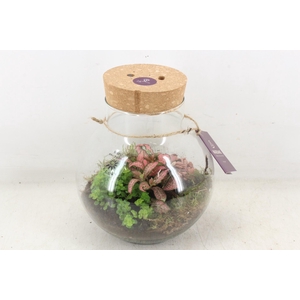 arr3 WR - Terrarium Venus LED X4
