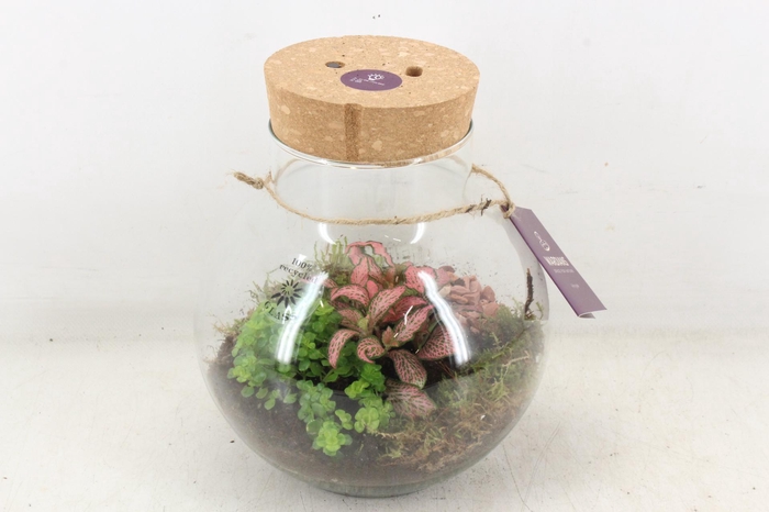 <h4>arr3 WR - Terrarium Venus LED X4</h4>