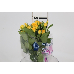 ROSA SPRAY YELLOW BABE 050 CM