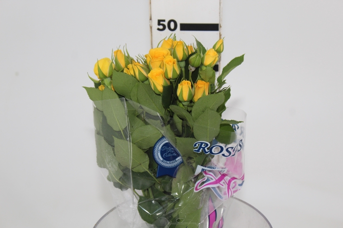 <h4>ROSA SPRAY YELLOW BABE 050 CM</h4>