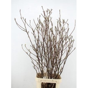 MAGNOLIA GRANDIFLORA X8