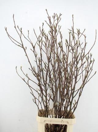 MAGNOLIA GRANDIFLORA X8