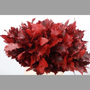 Eik Grof Rood