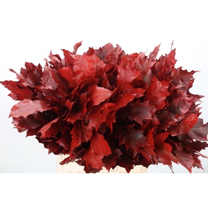 Eik Grof Rood