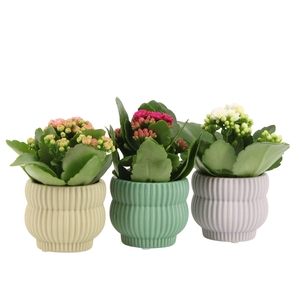 7501365: Solutionss Consideration