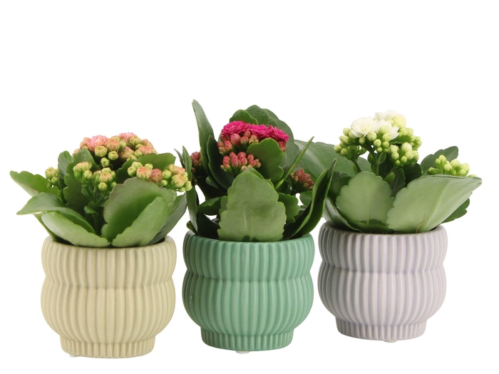 <h4>7501365: Solutionss Consideration</h4>