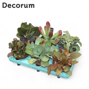 Kalanchoe Mix