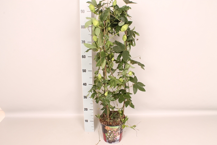 Passiflora Zuil 19 cm