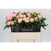 Paeonia Pink Giant