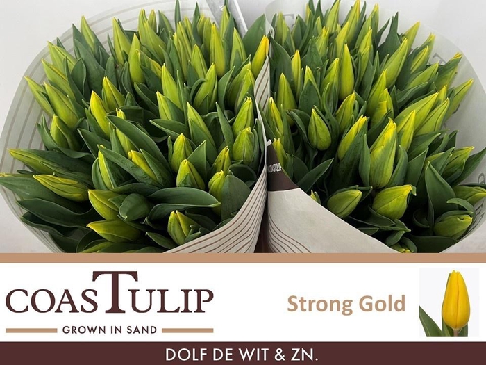 <h4>TU EN STRONG GOLD</h4>