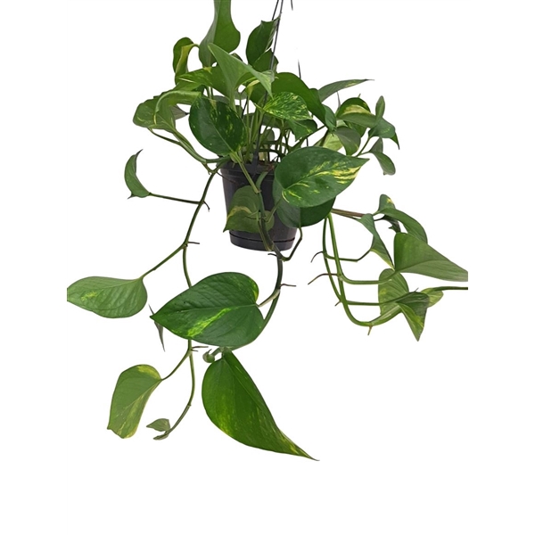 <h4>Epipremnum Pinnatum 'aureum' Hangpot</h4>