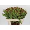 Protea Robijn
