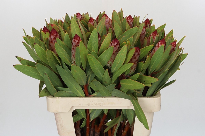 <h4>Protea Robijn</h4>
