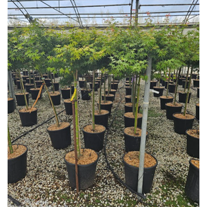 Acer palmatum