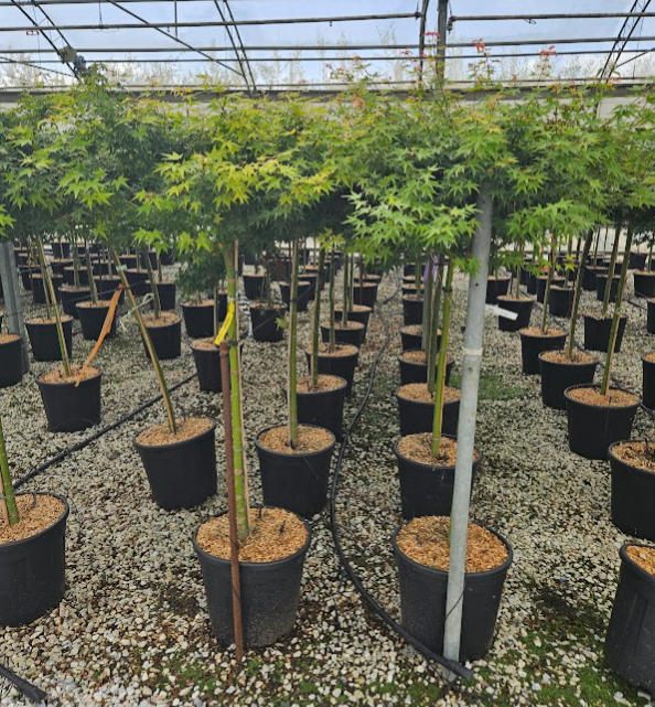 <h4>Acer palmatum</h4>