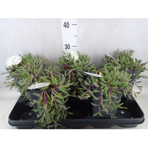 Senecio herreianus 'Purple Flush'