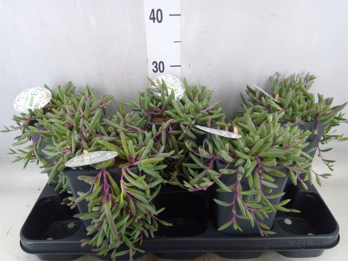 <h4>Senecio herreianus 'Purple Flush'</h4>