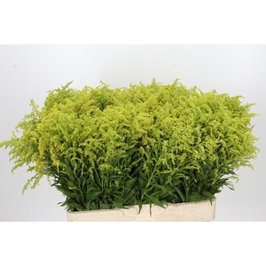Solidago Tara Gold Buiten